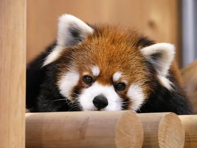 red panda
